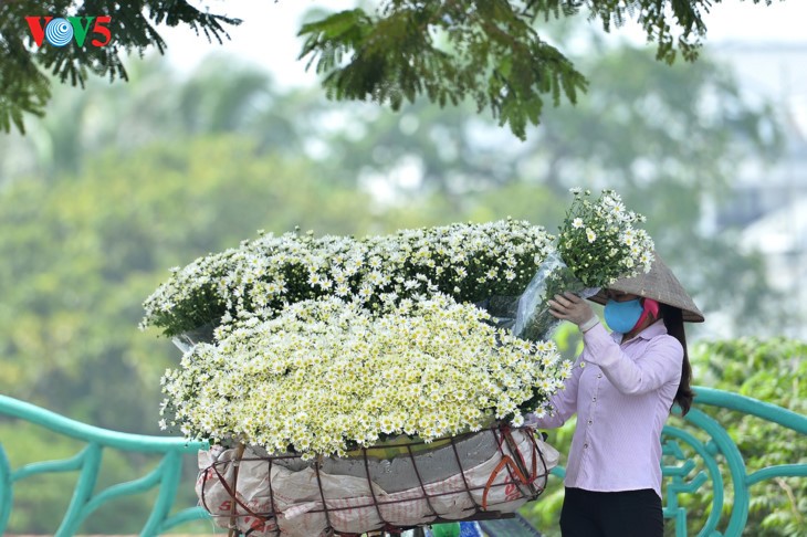 រដូវផ្កាគ្រីសាន (Chrysanthemum) Hoa mi (ហាកមី) រីកនៅទីក្រុងហាណូយ - ảnh 18