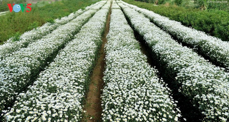 រដូវផ្កាគ្រីសាន (Chrysanthemum) Hoa mi (ហាកមី) រីកនៅទីក្រុងហាណូយ - ảnh 1