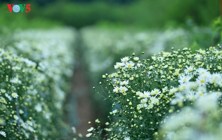 រដូវផ្កាគ្រីសាន (Chrysanthemum) Hoa mi (ហាកមី) រីកនៅទីក្រុងហាណូយ - ảnh 2