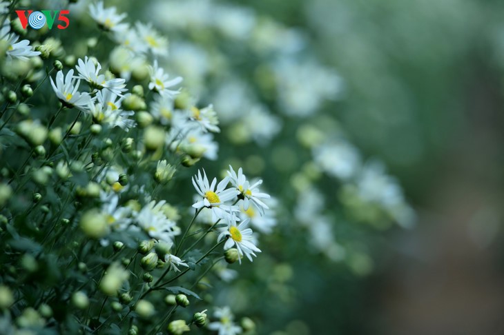 រដូវផ្កាគ្រីសាន (Chrysanthemum) Hoa mi (ហាកមី) រីកនៅទីក្រុងហាណូយ - ảnh 3