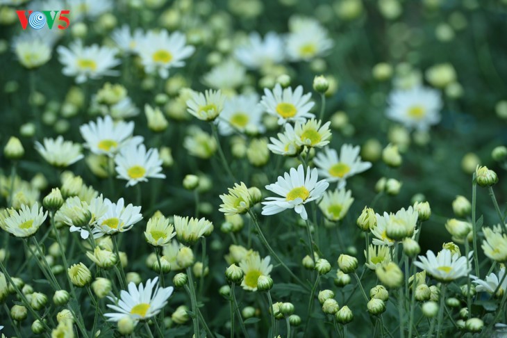 រដូវផ្កាគ្រីសាន (Chrysanthemum) Hoa mi (ហាកមី) រីកនៅទីក្រុងហាណូយ - ảnh 4