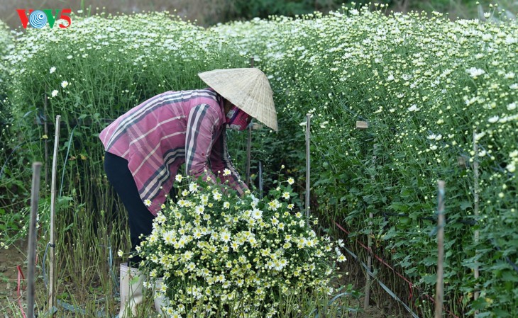 រដូវផ្កាគ្រីសាន (Chrysanthemum) Hoa mi (ហាកមី) រីកនៅទីក្រុងហាណូយ - ảnh 5