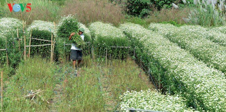 រដូវផ្កាគ្រីសាន (Chrysanthemum) Hoa mi (ហាកមី) រីកនៅទីក្រុងហាណូយ - ảnh 6