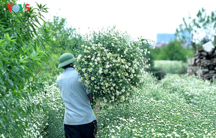 រដូវផ្កាគ្រីសាន (Chrysanthemum) Hoa mi (ហាកមី) រីកនៅទីក្រុងហាណូយ - ảnh 7