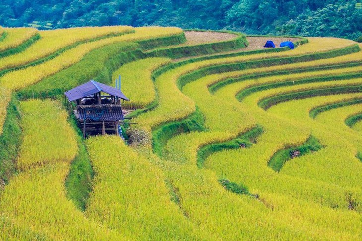 វាលស្រែកាំជណ្តើរ Hoang Su Phi ថ្វីដៃឯករបស់ជនជាតិភាគតិច - ảnh 2