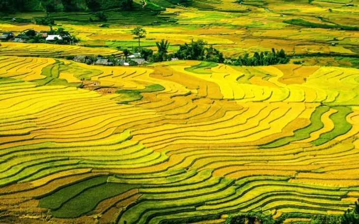 Mu Cang Chai ត្រូវបានរៀបចំណាត់ក្នុងចំណោមជម្រើសកំពូលទីកន្លែងដ៏មានពណ៌សម្បុរឆើតបំផុតលើពិភពលោក - ảnh 1