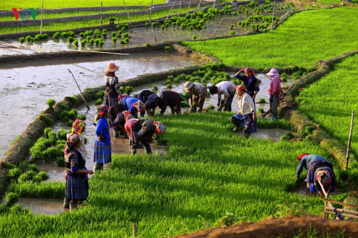 Mu Cang Chai - រមណីយដ្ឋានមួយក្នុងចំណោមរមណីយដ្ឋានដ៏ស្រស់ស្អាតបំផុត លើពិភពលោក - ảnh 12