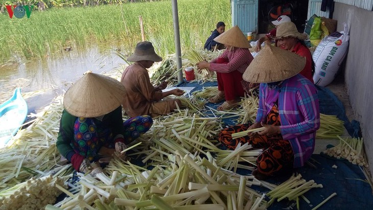 កសិករតំបន់ U Minh Ha ដាំដើម បូនបូន (bon bon) អភិវឌ្ឍសេដ្ឋកិច្ច - ảnh 2