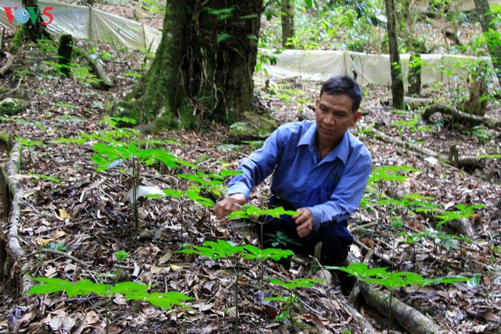 ជនជាតិ  Xo Dang នៅខេត្ត Kon Tum ក្លាយជាអ្នកមានតាមរយៈការដាំរុក្ខជាតិឱសថ - ảnh 2