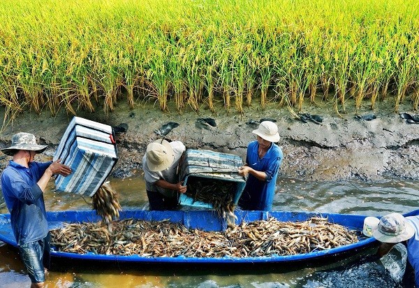 អត្ថប្រយោជន៍សេដ្ឋកិច្ចទទួលបានពីរូបសណ្ឋានឯកទេសវប្បកម្មបង្កង-ស្រូវនៅខេត្ត Soc Trang - ảnh 1