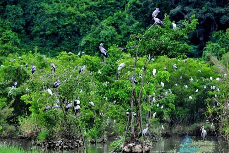 អញ្ជើញទៅទស្សនាសួនសត្វស្លាប Thung Nham នៅខេត្ត Ninh Binh - ảnh 7