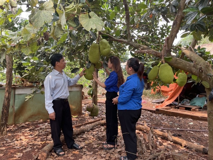 លោក Kpă Meo - គំរូឆ្នើមក្នុងការអភិវឌ្ឍសេដ្ឋកិច្ចនៅខេត្ត Gia Lai - ảnh 1