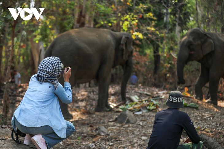 បទពិសោធន៍ទេសចរណ៍ដ៏ស្និទ្ធស្នាលជាមួយសត្វដំរីនៅឧទ្យានជាតិ Yok Don - ảnh 2