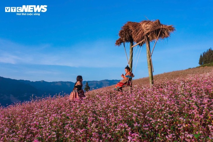 វាលស្មៅនៅ Ha Giang ស្រស់បំព្រងប្រៀបប្រដូចជា “ប្រទេសស្វីសបង្រួមតូច” នៅក្នុងរដូវផ្កា buckwheat - ảnh 4