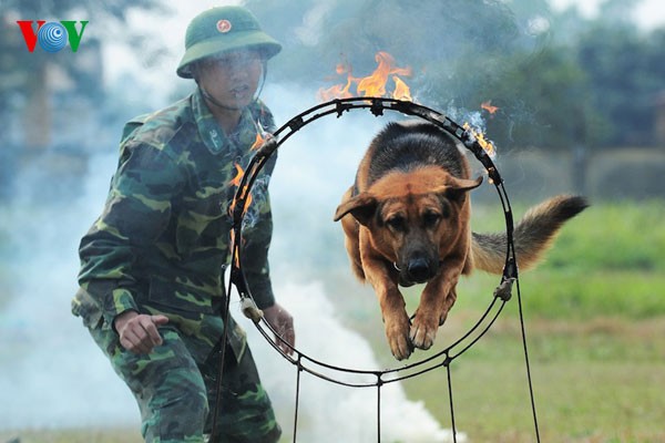 ឆ្កែជំនាញ - “យុទ្ធជន” ស្ងាត់ស្ងៀម - ảnh 1