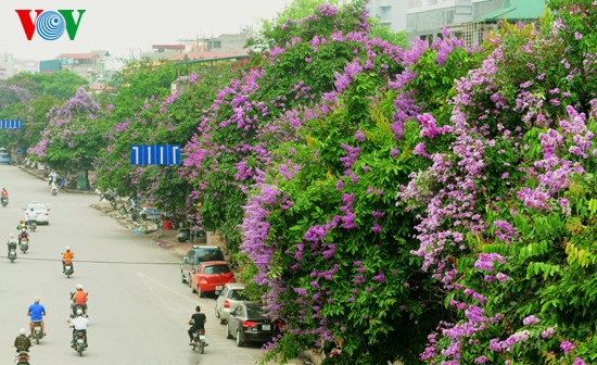 ហាណូយរ៉ូម៉ង់ទិចជាមួយផ្កាត្របែកព្រៃស្វាយ - ảnh 1