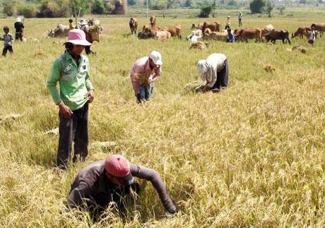 ជនរួមជាតិចាមនៅ Phuoc Hau កសាងជនបទថ្មី - ảnh 1