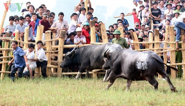 បុណ្យប្រជល់ក្របីនៅឃុំ Nghi Thai - ảnh 10