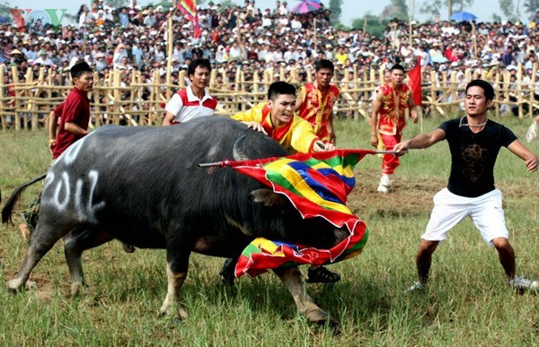 បុណ្យប្រជល់ក្របីនៅឃុំ Nghi Thai - ảnh 11