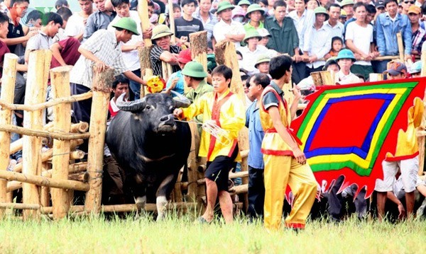 បុណ្យប្រជល់ក្របីនៅឃុំ Nghi Thai - ảnh 3