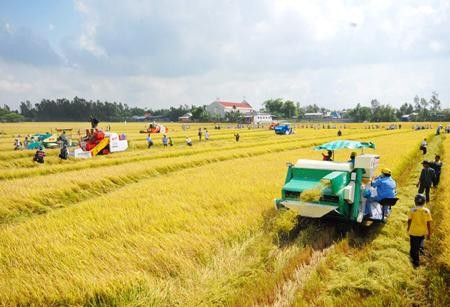 បើកទូលាយរូបសណ្ឋាន÷ វាលស្រែធំ - ảnh 1