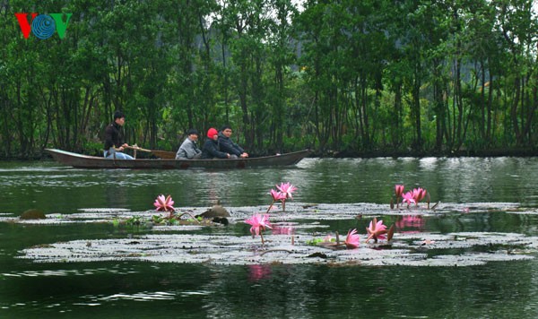 ភាពស្រស់ស្អាតត្រកាលនៃជ្រោះ Yen នារដូវផ្កាព្រលឹត - ảnh 1