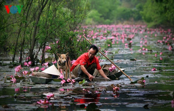 ភាពស្រស់ស្អាតត្រកាលនៃជ្រោះ Yen នារដូវផ្កាព្រលឹត - ảnh 5