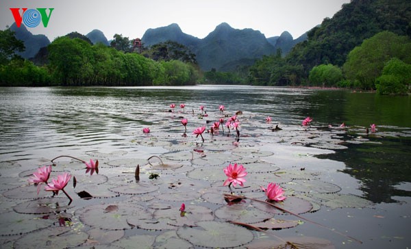 ភាពស្រស់ស្អាតត្រកាលនៃជ្រោះ Yen នារដូវផ្កាព្រលឹត - ảnh 7