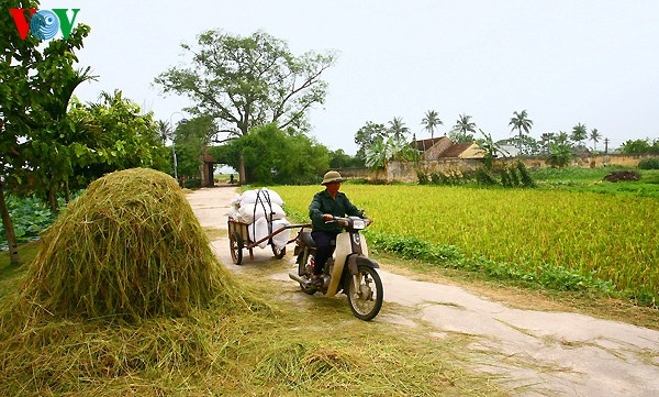 ភូមិបុរាណ Duong Lam ក្នុងរដូវប្រមូលផល - ảnh 7