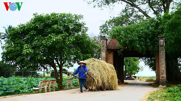 ភូមិបុរាណ Duong Lam ក្នុងរដូវប្រមូលផល - ảnh 8