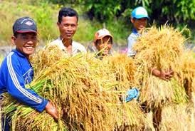 DONG THAP ÷បណ្ដាវាលស្រែសម្ព័ន្ធភាព - ảnh 1