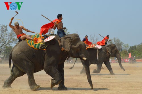 ភាពវិសេសវិសាលនៃពិធីបុណ្យដំរីភូមិ Don ឆ្នាំ ២០១៤ - ảnh 13