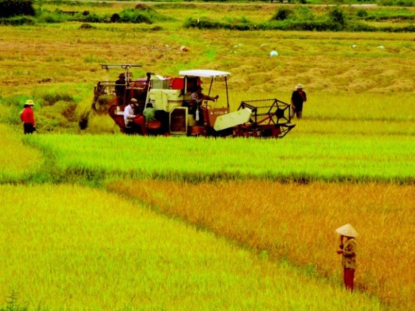 រដ្ឋាភិបាលវៀតណាមប្រមូលផ្តុំរៀបចំរចនាសម្ព័ន្ធផ្នែកកសិកម្មឡើងវិញ - ảnh 1