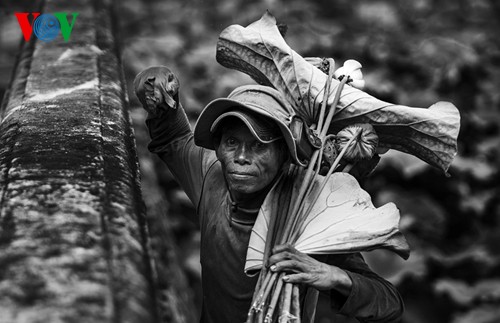 សម្រស់ស្អាតដ៏ស្រស់នៃផ្កាឈូកនៅទីក្រុង Hue - ảnh 9