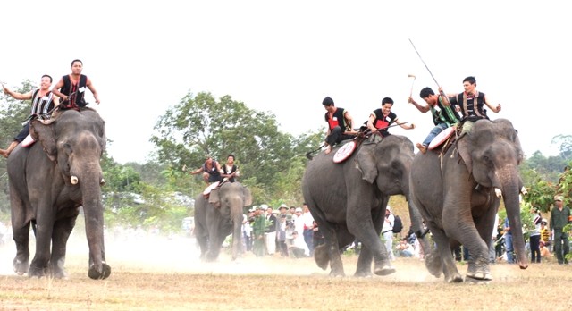 របរផ្សាំងដំរីរបស់ជនរួមជាតិ M’Nong - ảnh 1