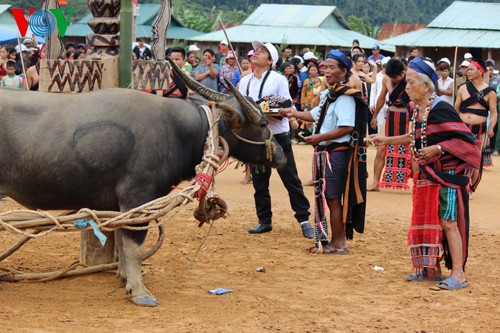 ពិធីបុណ្យចាក់ក្របីដ៍វិសេសវិសាលរបស់ជនរួមជាតិ Cotu - ảnh 3