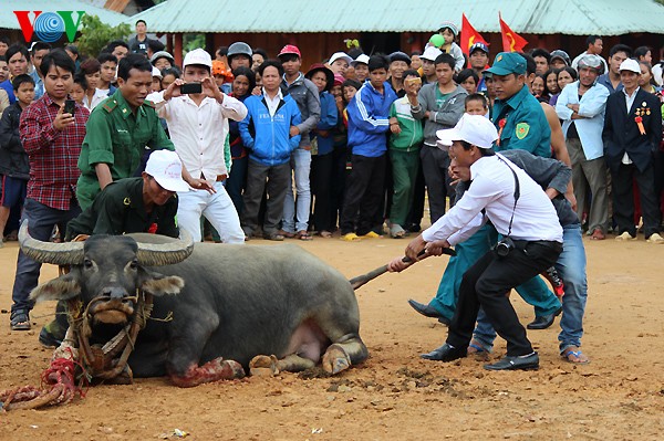 ពិធីបុណ្យចាក់ក្របីដ៍វិសេសវិសាលរបស់ជនរួមជាតិ Cotu - ảnh 6