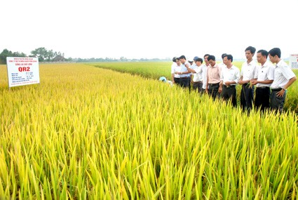 ប្រសិទ្ធិភាពនៃរូបសណ្ឋានកសិកម្ម៣ក្នុងចំណោម១នៅស្រុក YEN KHANH ខេត្ត NINH BINH - ảnh 1