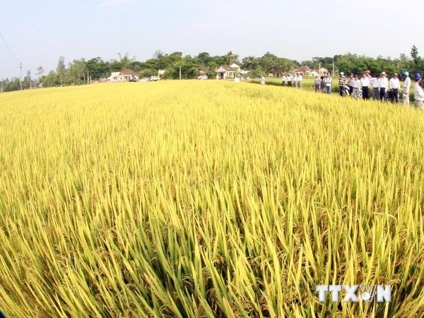 អាស៊ាន+3 បង្កើនកិច្ចសហប្រតិបត្តិការកសិកម្មដំណាក់កាលឆ្នាំ ២០១៥-២០១៩ - ảnh 1