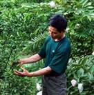 កសិករខេត្ត BAC KAN កាត់បន្ថយភាពក្រីក្រអាស្រ័យដោយការផ្ទេរប្តូររចនាសម្ព័ន្ធដំណាំដាំដុះ - ảnh 1