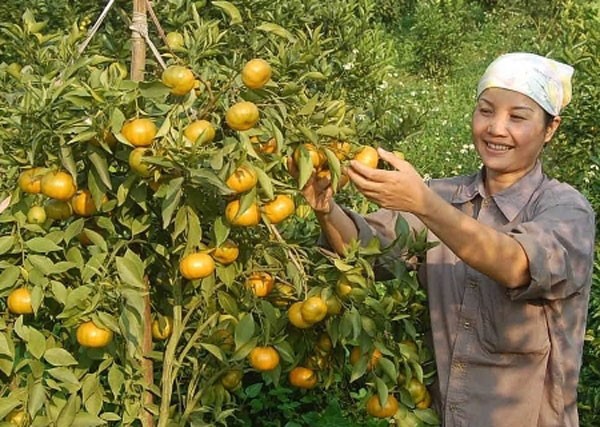 ឃុំព្រៃភ្នំ DUNG PHONG កសាងជនបទថ្មីពីដើមក្រូចពោធិ៍សាត់ - ảnh 1