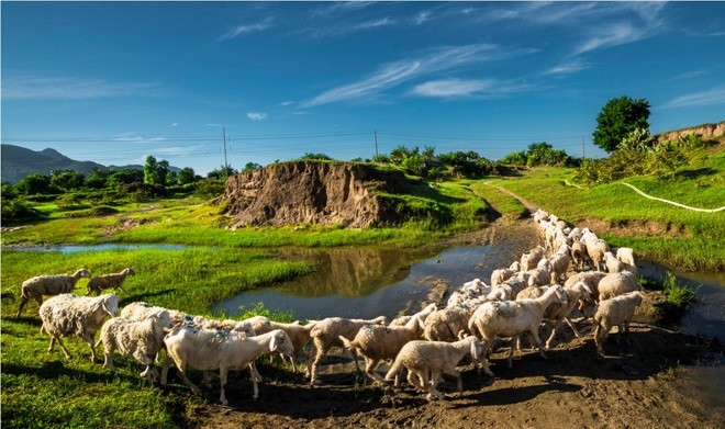 ជីវិតរស់នៅរបស់សត្វចៀមនៅ Ninh Thuan  - ảnh 3