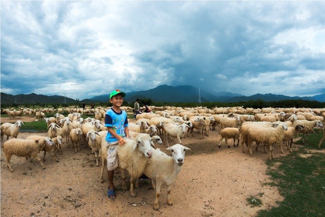 ជីវិតរស់នៅរបស់សត្វចៀមនៅ Ninh Thuan  - ảnh 4