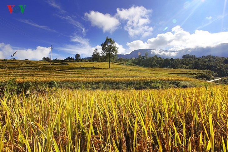 រដូវប្រមូលផលនៅតំបន់ព្រំដែន Y Tý - ảnh 11