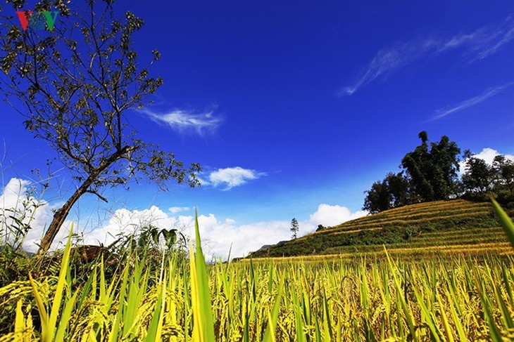 រដូវប្រមូលផលនៅតំបន់ព្រំដែន Y Tý - ảnh 13