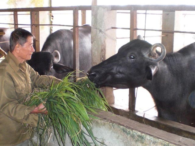 វាលស្មៅខ្ចីលែងមានស្នាមជើងវីរជន Ho Giao ទៀតហើយ - ảnh 1