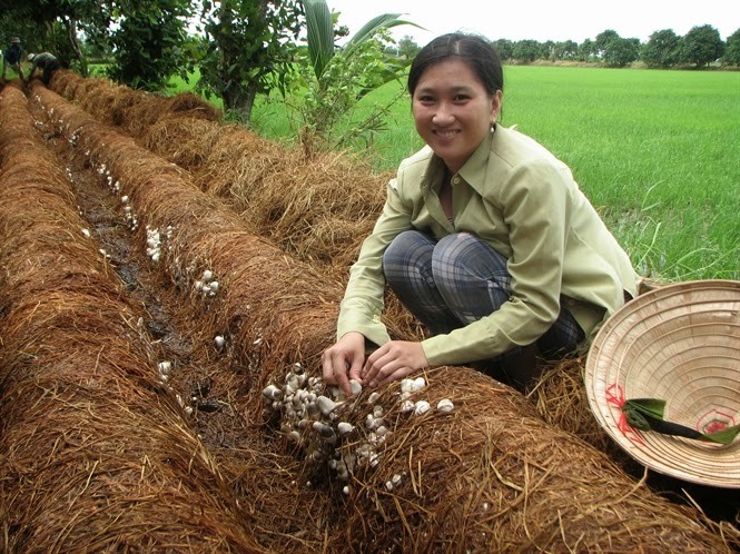 រូបសណ្ឋានផលិតកម្មផ្សិតចំបើងនាំមកនូវប្រាក់ចំណូលខ្ពស់សំរាប់ប្រជាកសិករ Soc Trang - ảnh 1