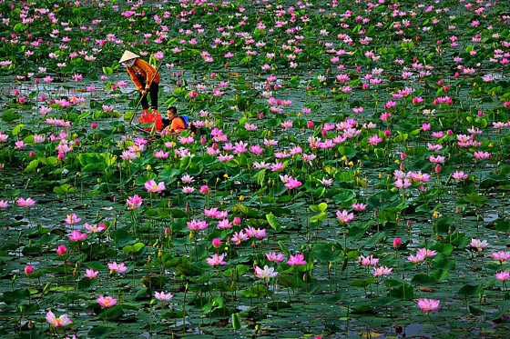 NGUYEN NGOC DAO UYEN និងស្នាដៃអក្សរសាស្រ្តអំពីជនបទបច្ចុប្បន្ន - ảnh 1