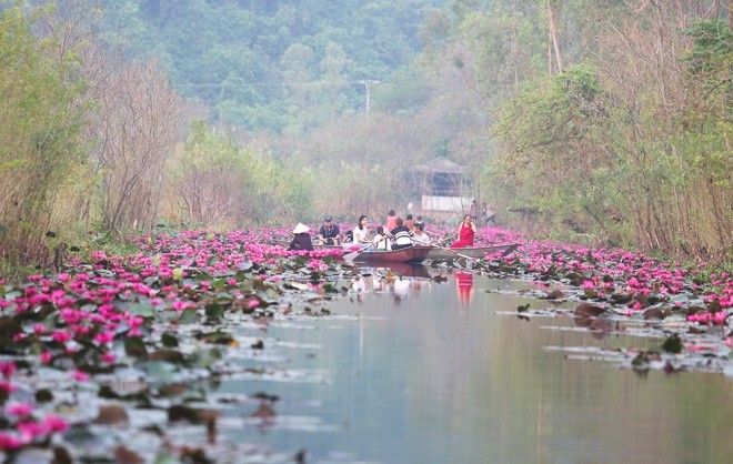 ជ្រោះ Yen នៅវត្ត Huong រីកស្គុះស្គាយសម្រស់ផ្កាព្រលឹត - ảnh 1