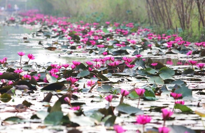 ជ្រោះ Yen នៅវត្ត Huong រីកស្គុះស្គាយសម្រស់ផ្កាព្រលឹត - ảnh 2